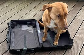 wellnesshotel mit hund